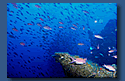 Fischmengen, 50 m.