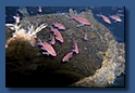 Fischmengen, 60 m.