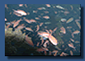 Fischmengen, 60 m.